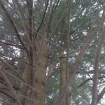 Tree Geocache